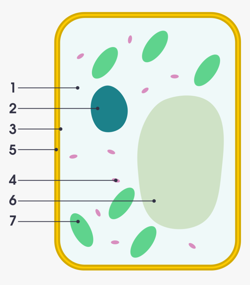 Plant Cell Png, Transparent Png