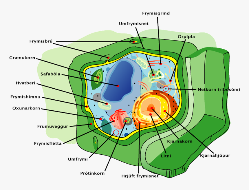 Plant Cell Png, Transparent Png