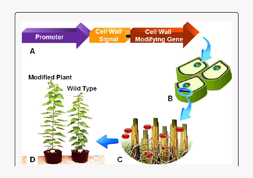Plant Cell Png, Transparent Png