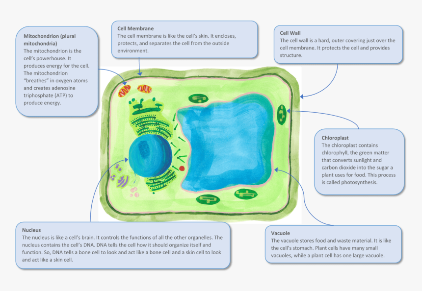 A Plant Cell And Some Of Its Key Organelles, HD Png Download