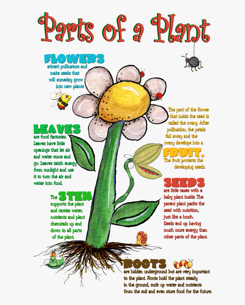 Plant Cell Png, Transparent Png