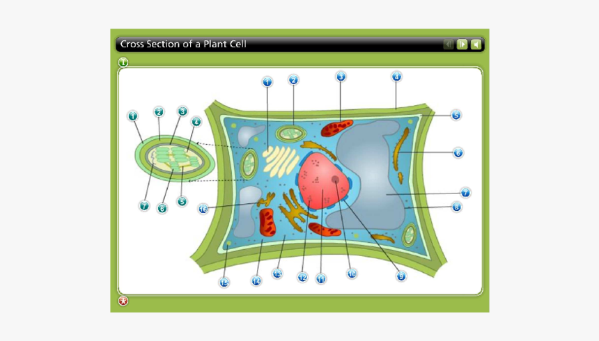 Plant Cell Png, Transparent Png