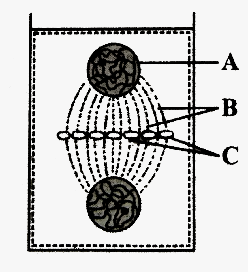 Plant Cell Png, Transparent Png