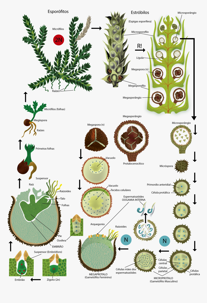 Espigas Png, Transparent Png , Transparent Png Image PNGitem