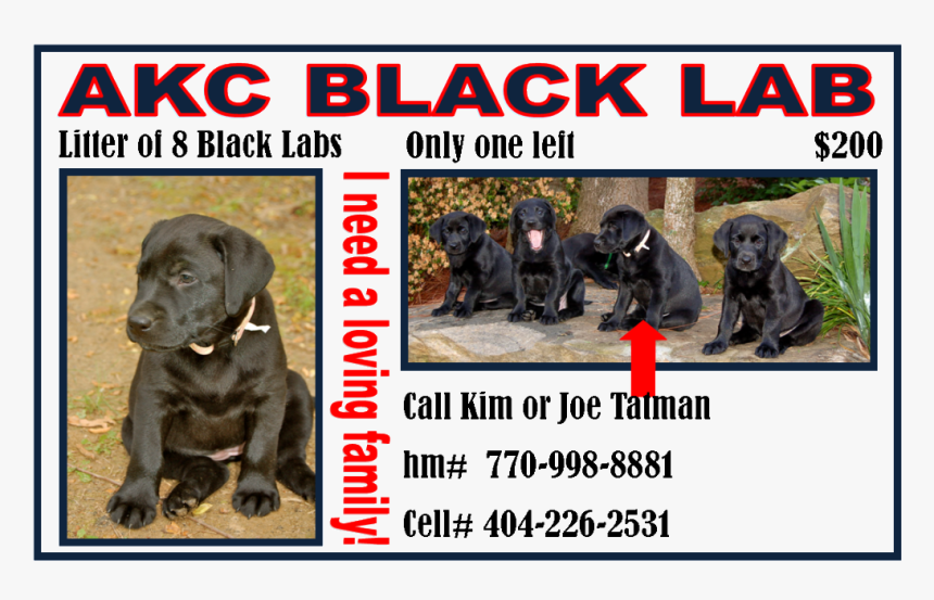 Akc Black Lab Puppy, HD Png Download