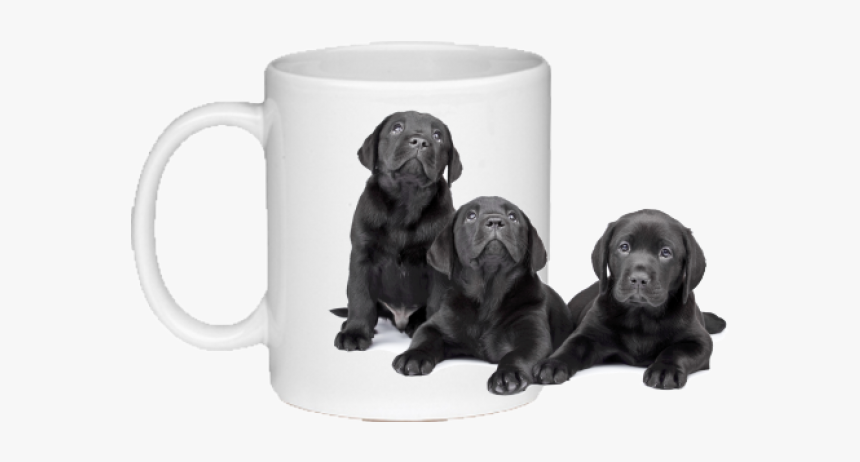 Black Lab Png, Transparent Png