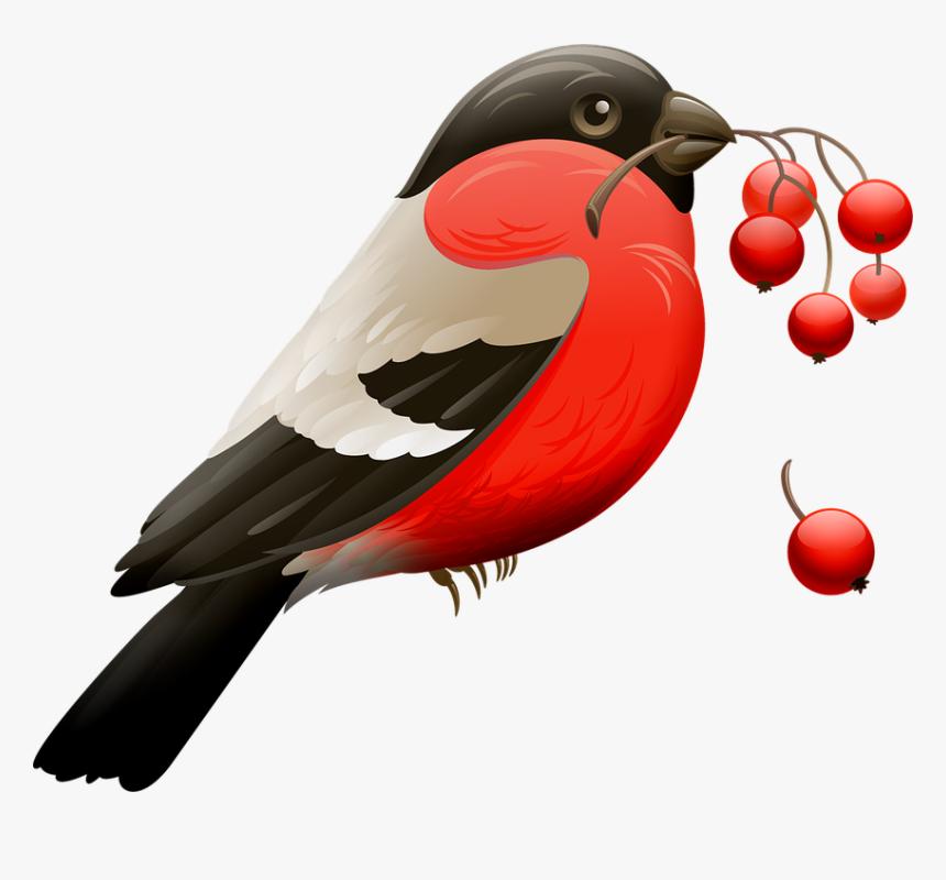 Red Robin, Berry, Red Berries, Bird, Nature, Animal, HD Png Download