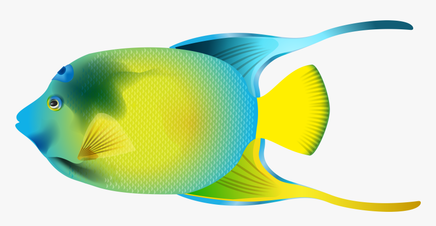 Queen Angelfish Png Transparent, Png Download
