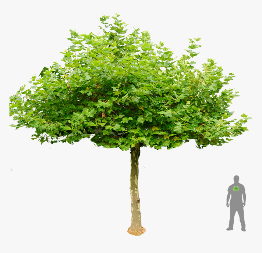 Shrub Silhouette Png, Transparent Png