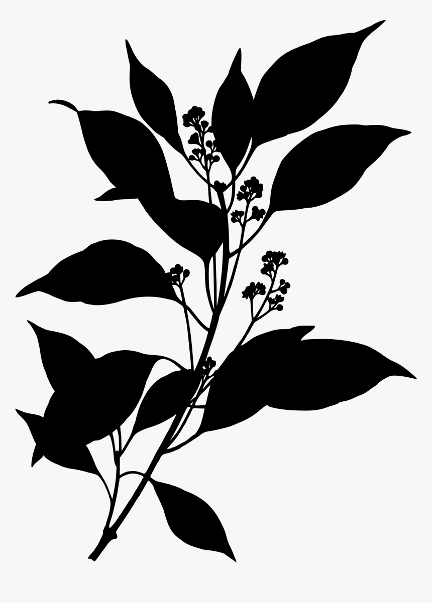 This Free Icons Png Design Of Camphor Tree, Transparent Png