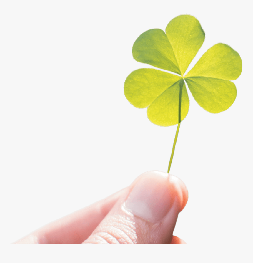 Shamrock Png, Transparent Png
