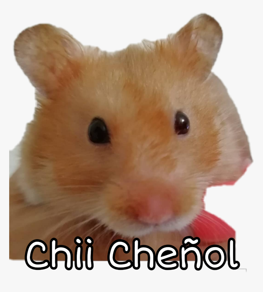 #toodles, HD Png Download