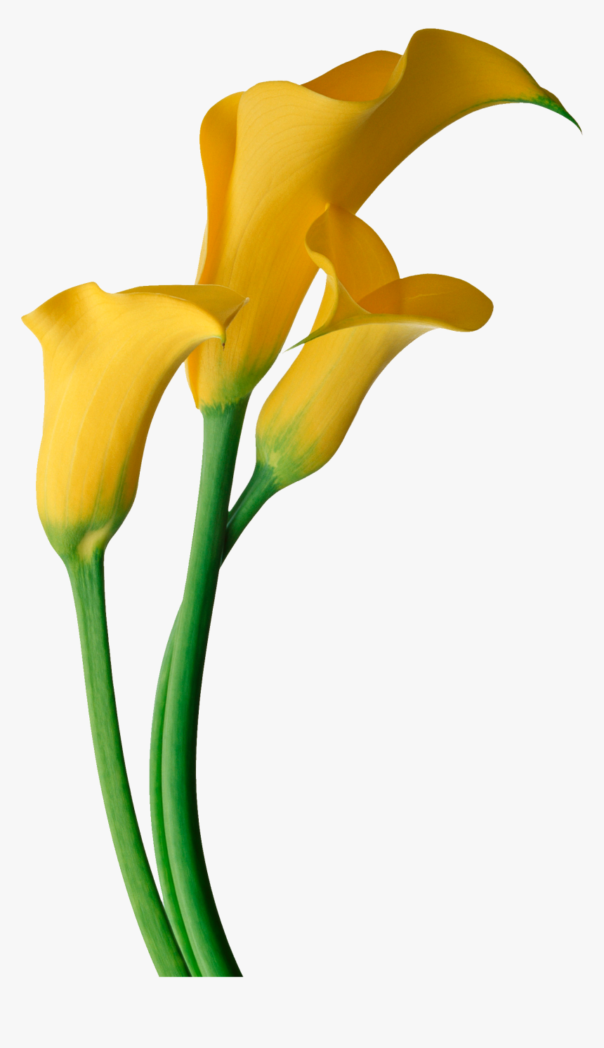 Easter Flower Clipart Calla Lily, HD Png Download