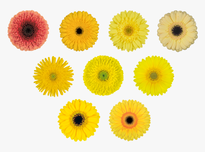 Easter Flowers Png, Transparent Png