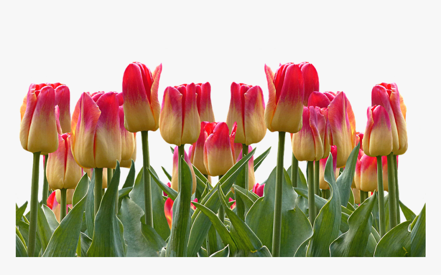 Tulips, Spring, Easter, Nature, Flowers, Blossom, Bloom, HD Png Download