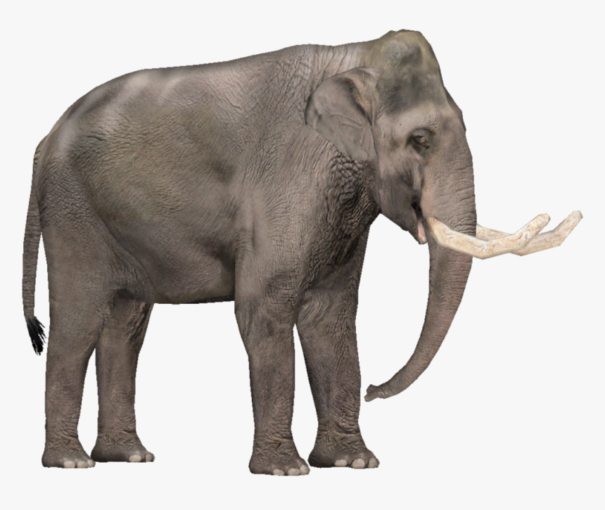 Tropical Dry Forest Animals , Png Download, Transparent Png