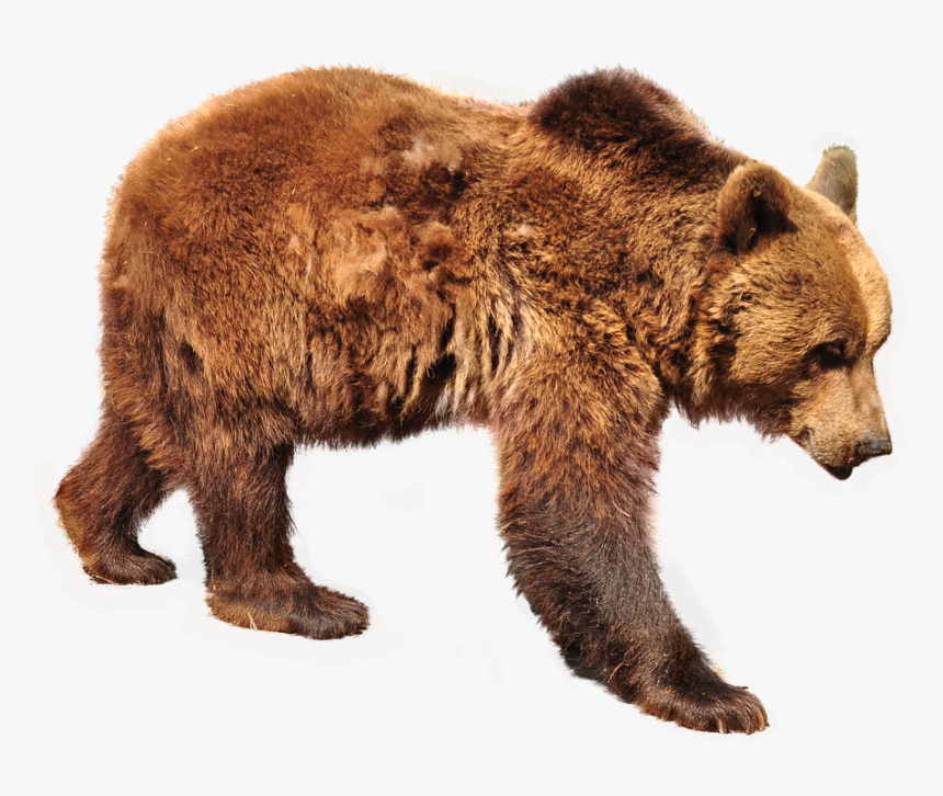 Bear, Brown Bear, Isolated, Nature, Animals, Forest, HD Png Download