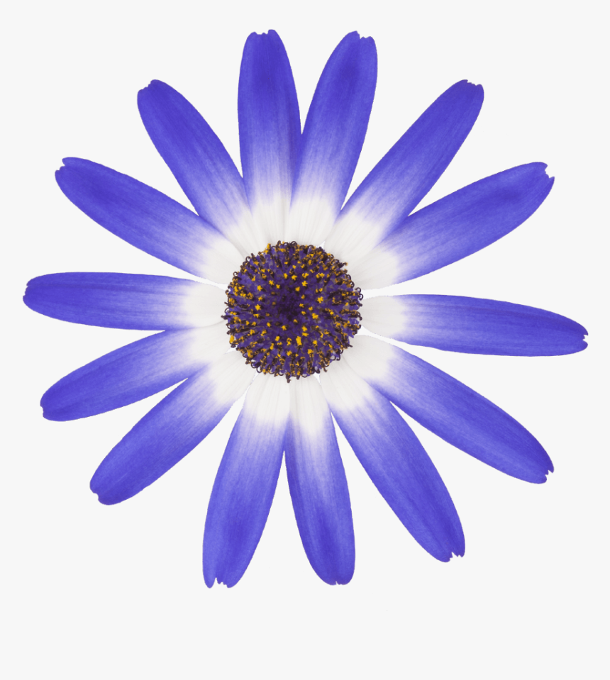 White Petals Png, Transparent Png
