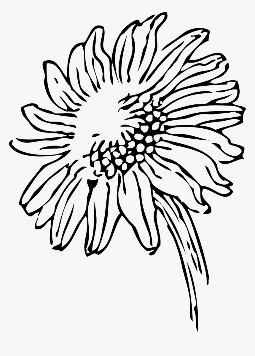 White Petals Png, Transparent Png