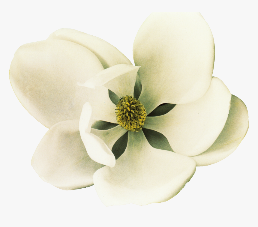Clip Art Southern Magnolia Petal Flower, HD Png Download