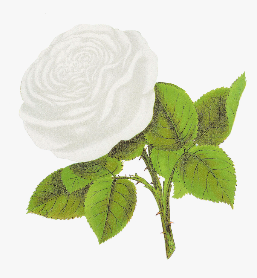 White Petals Png, Transparent Png
