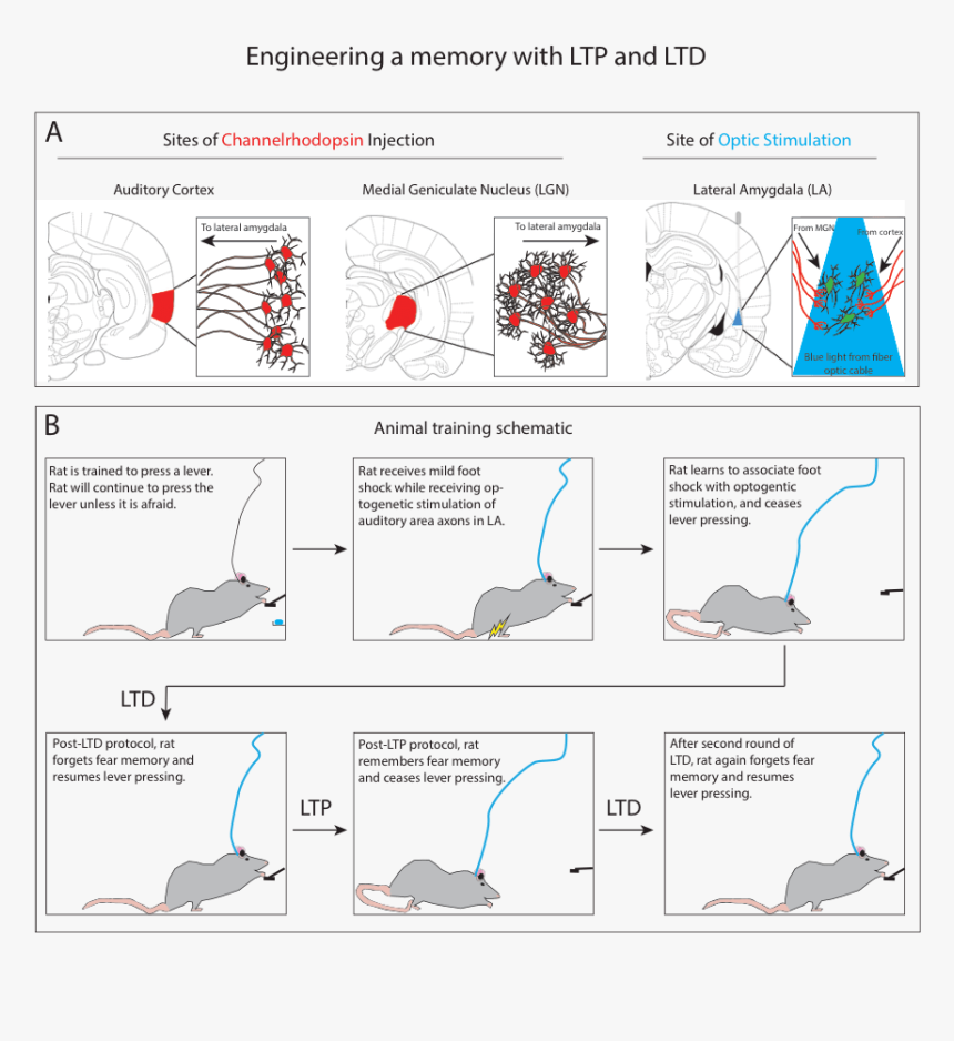 Light Lines Png, Transparent Png