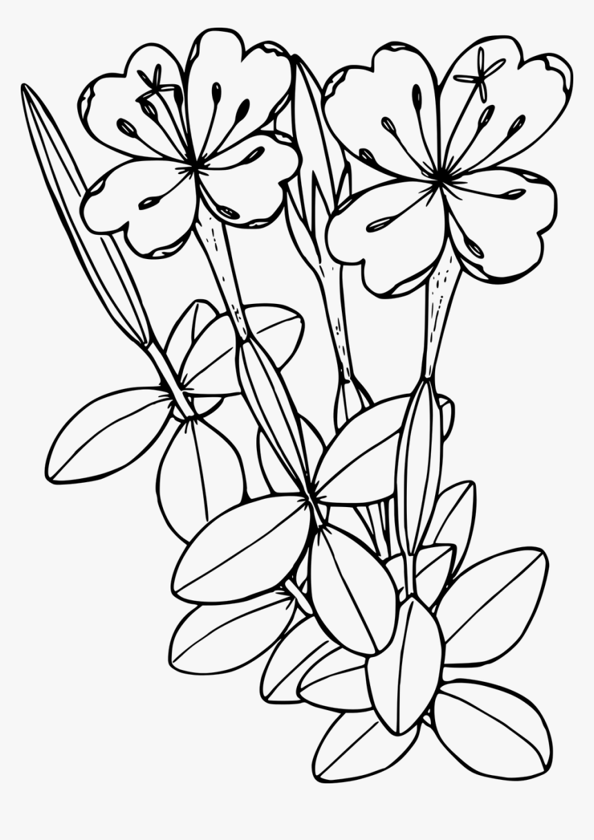 Flower Shape Png, Transparent Png