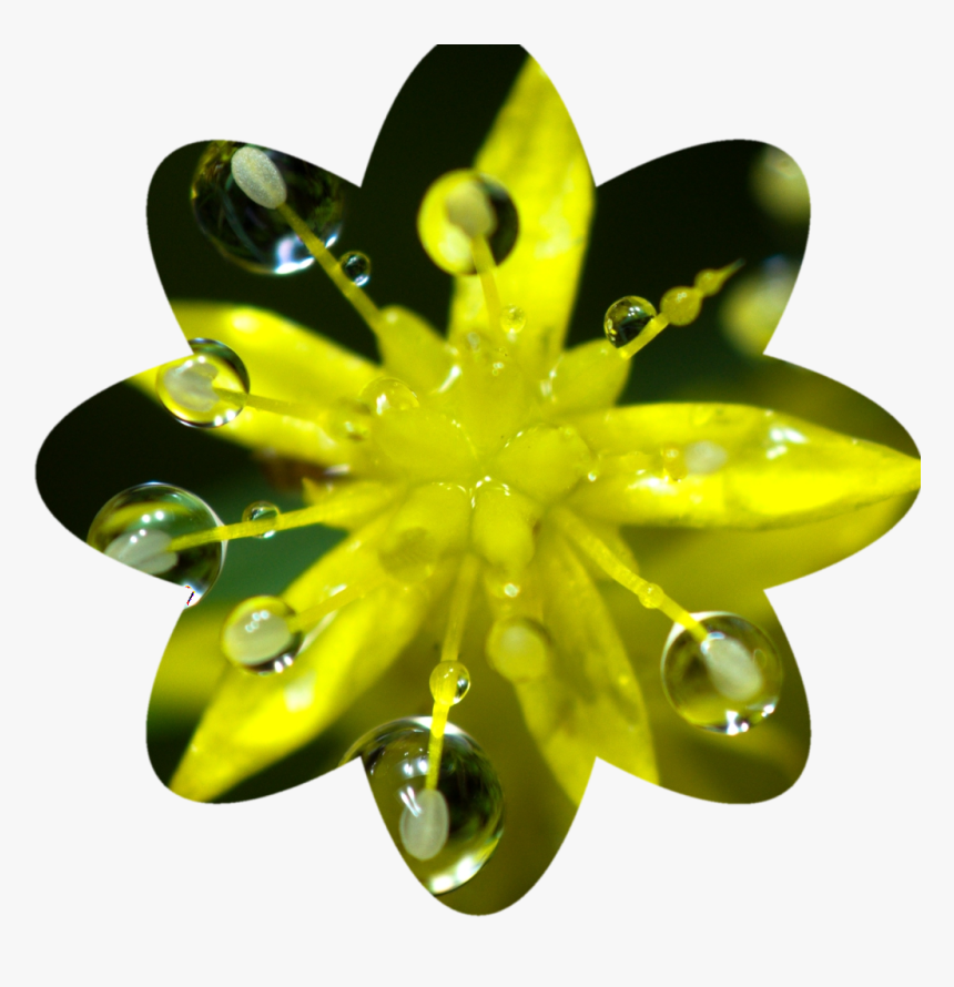 Final Flower-shaped Crop, HD Png Download