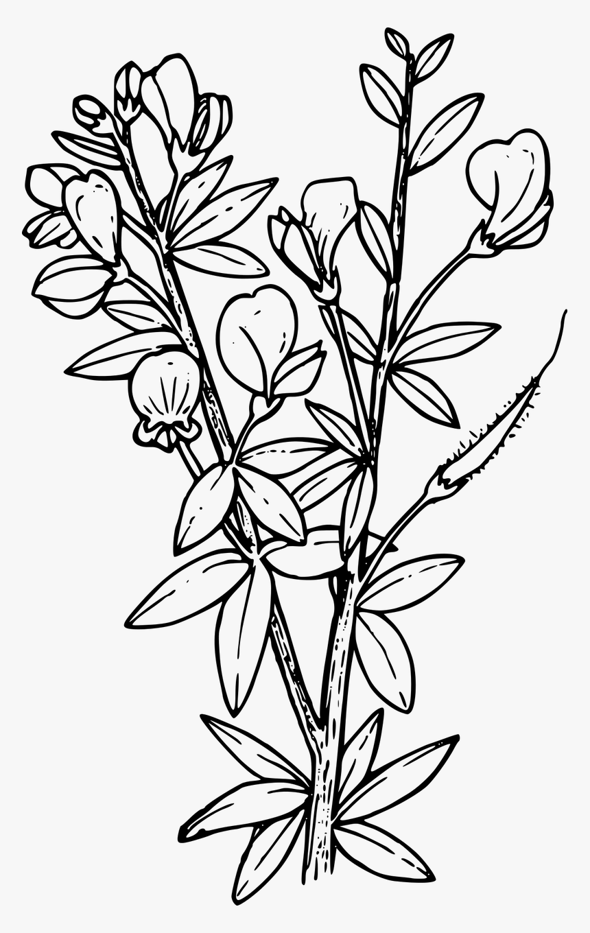Flower Shape Png, Transparent Png