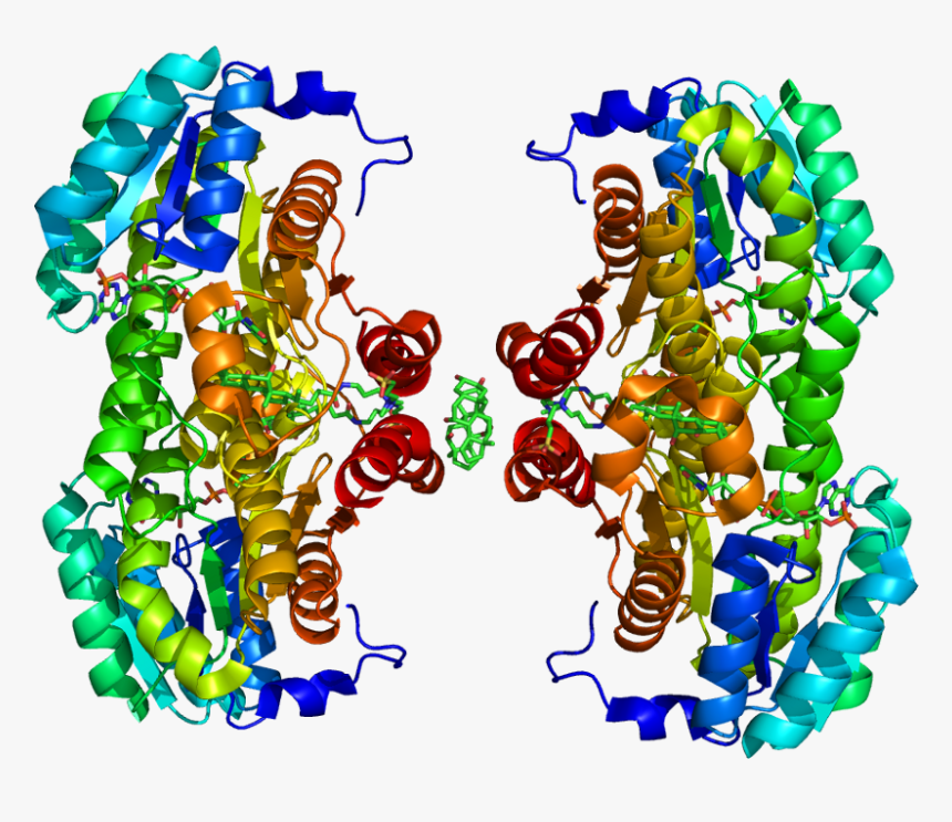 Protein Hsd11b1 Pdb 1xu7 No Fog, HD Png Download