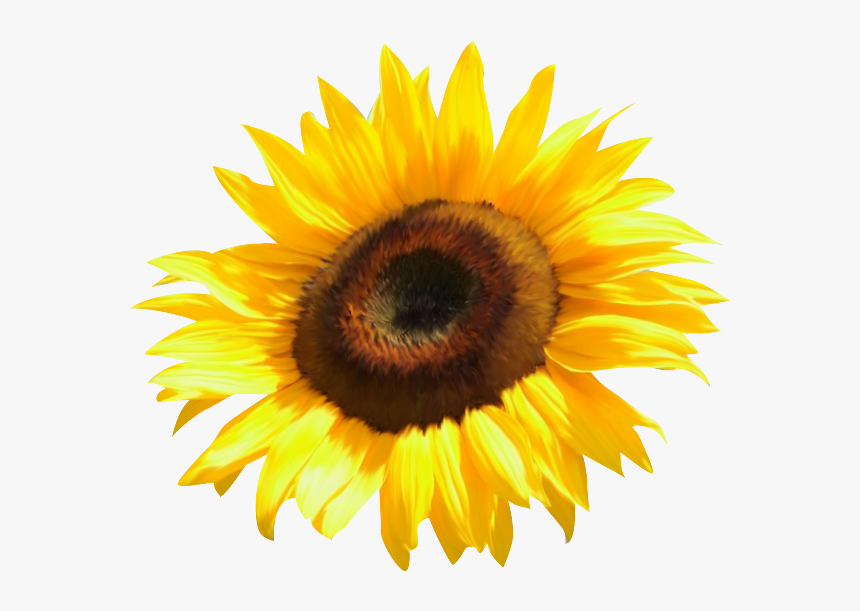 Common Sunflower Clip Art, HD Png Download
