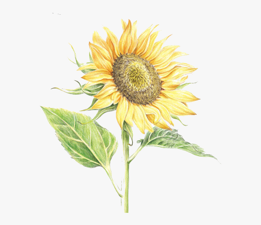 Common Sunflower Watercolor Painting, HD Png Download