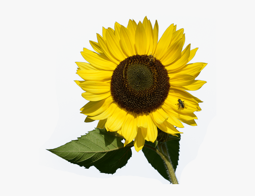 Transparent Mimosa Clipart, HD Png Download