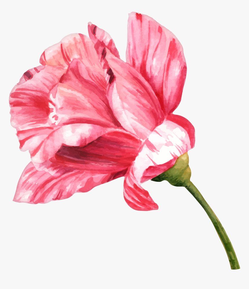 Margarita Clipart Watercolor, HD Png Download