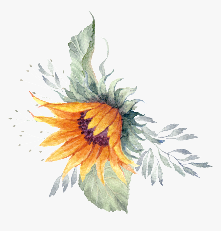Sunflower Plant Watercolor Hand Painted Transparent, HD Png Download