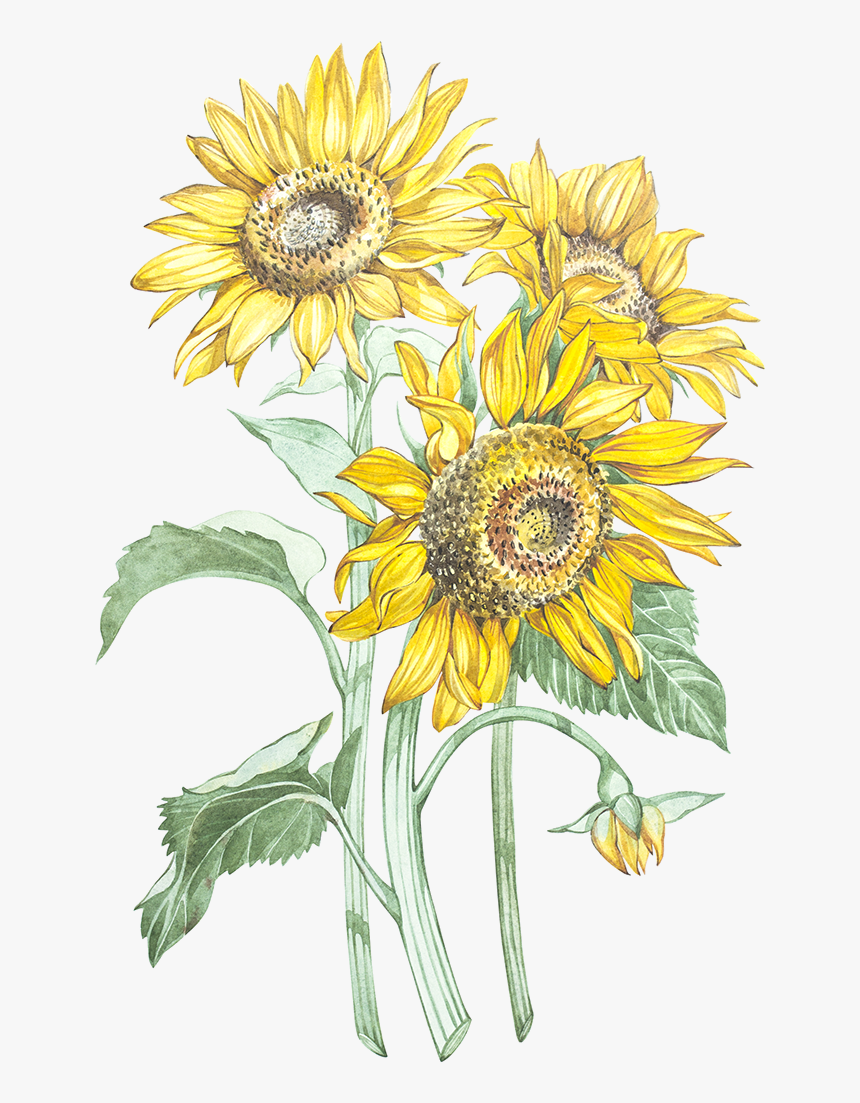Watercolor Sunflower Png, Transparent Png