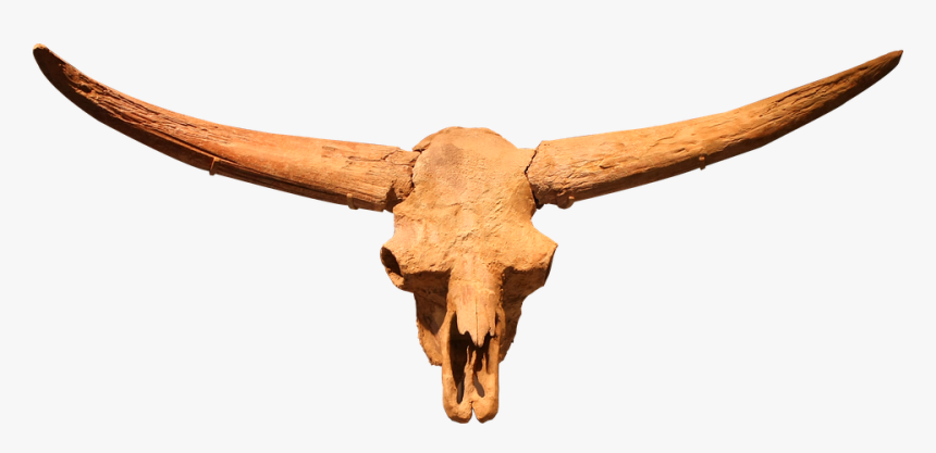 Bison Latifrons, Ancient Bison, Ice Age, North Dakota, HD Png Download