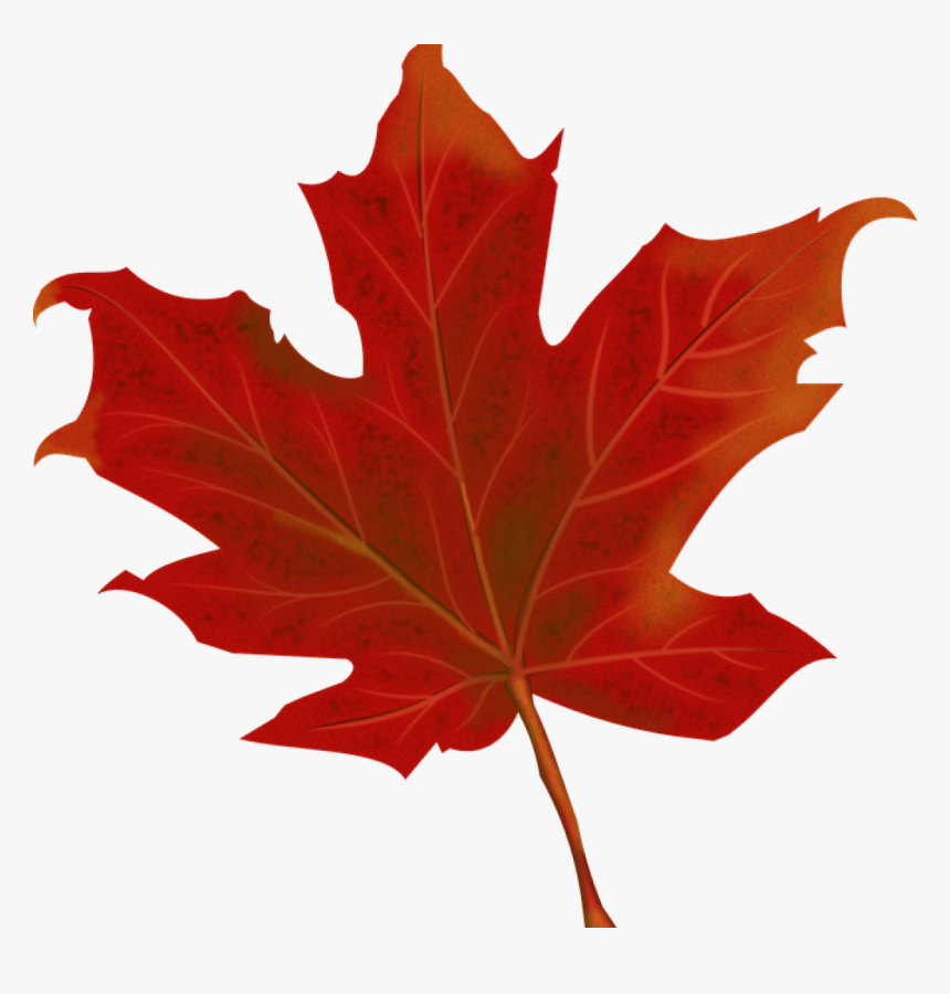 Fall Leaves Graphic Leaf Autumn Leaves Free Vector, HD Png Download