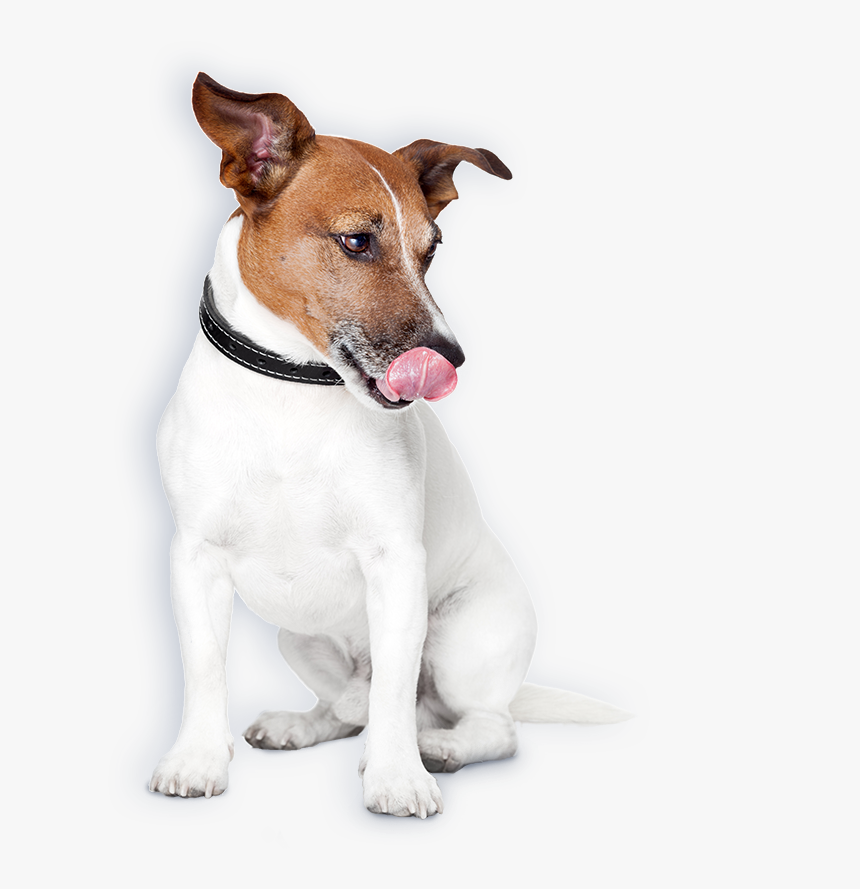 Transparent Dogmeat Png, Png Download