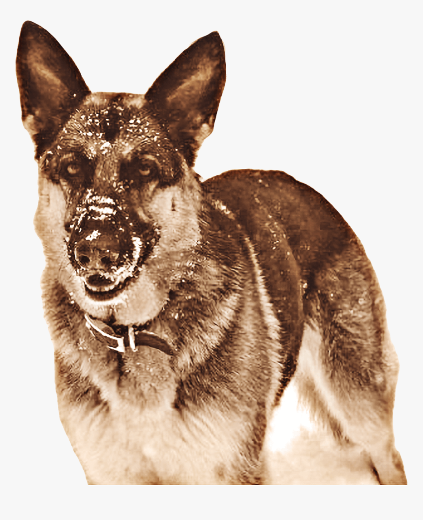 Companion Dog, HD Png Download