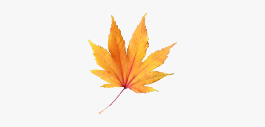 #leave #fall #aesthetic #freetoedit, HD Png Download