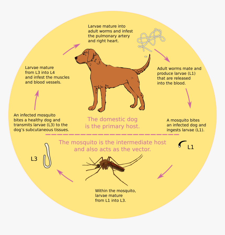 Dogmeat Png, Transparent Png