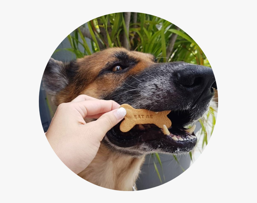 Dogmeat Png, Transparent Png