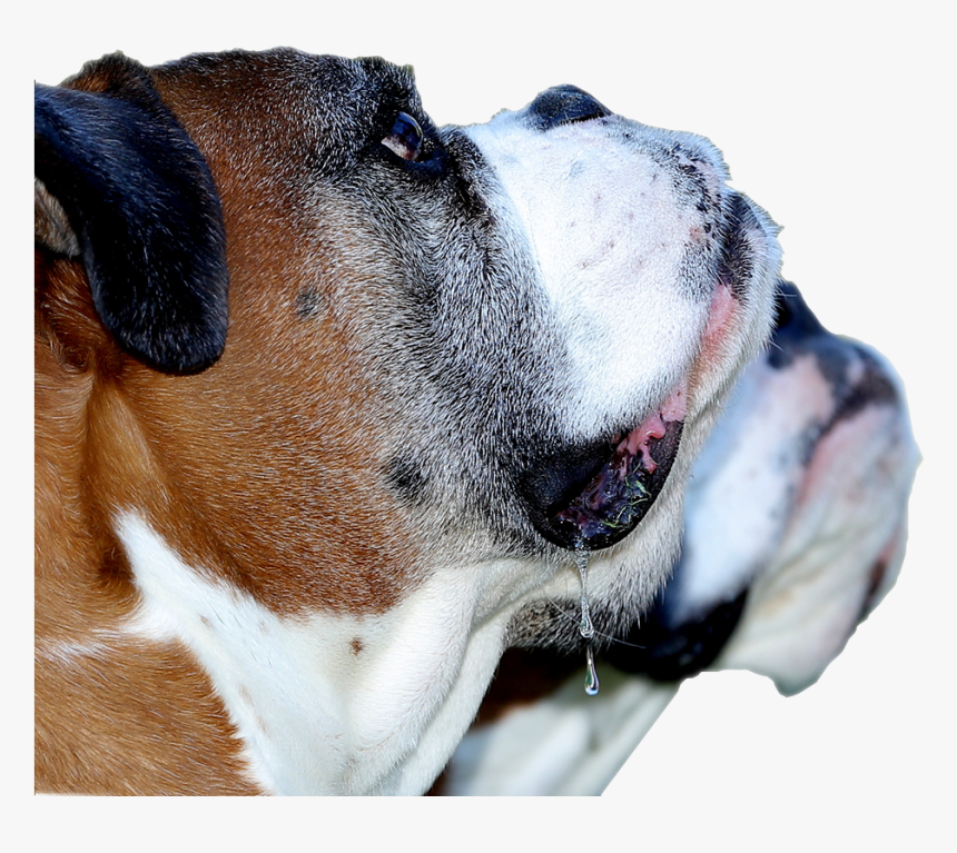 Dogmeat Png, Transparent Png