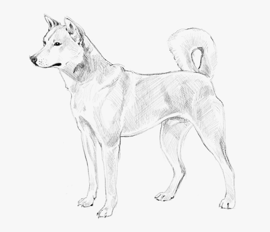 Jindo, HD Png Download