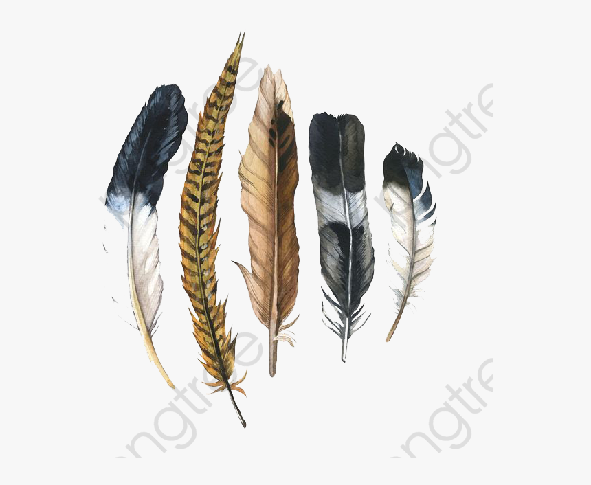 Transparent Feather Clipart, HD Png Download