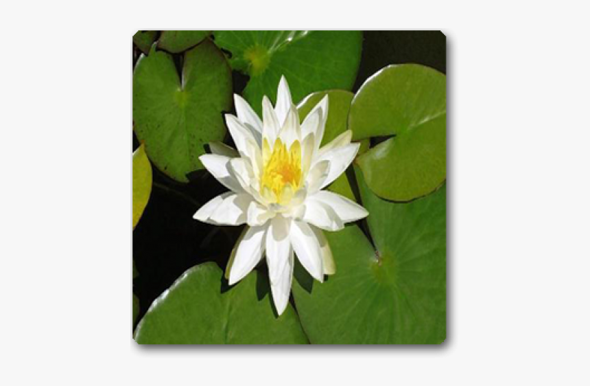 White Lotus Png, Transparent Png