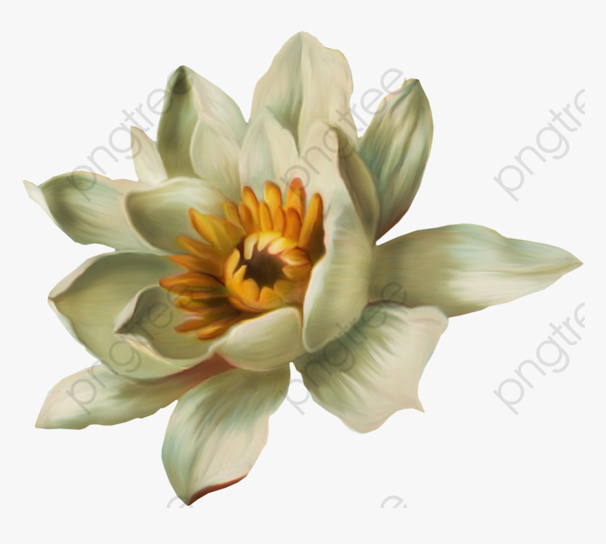 Transparent Water Lily Clipart, HD Png Download