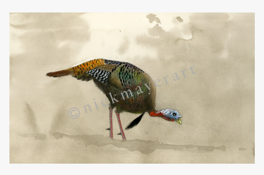 Feeding Tom Original Watercolor Painting, HD Png Download