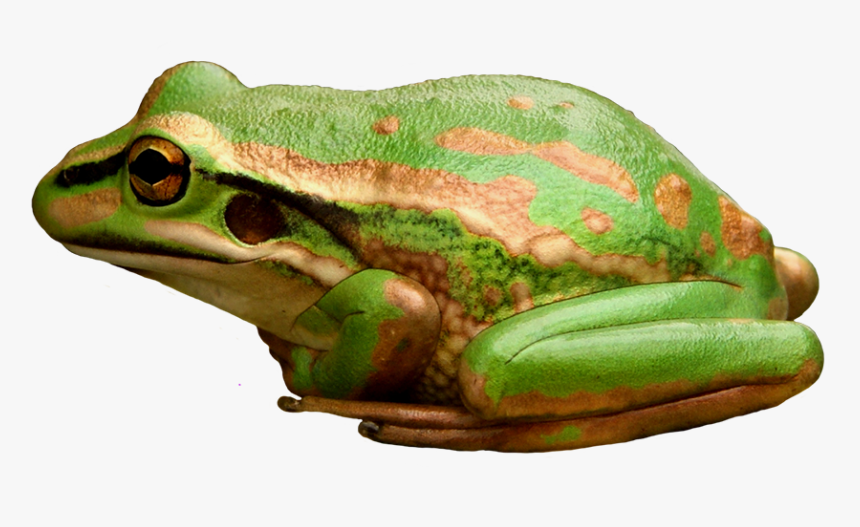 Green And Golden Bell Frog, HD Png Download